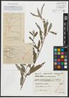 Foto von Salix alba L.